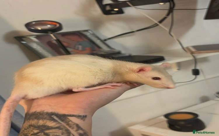 Rat rodents - Advert 5