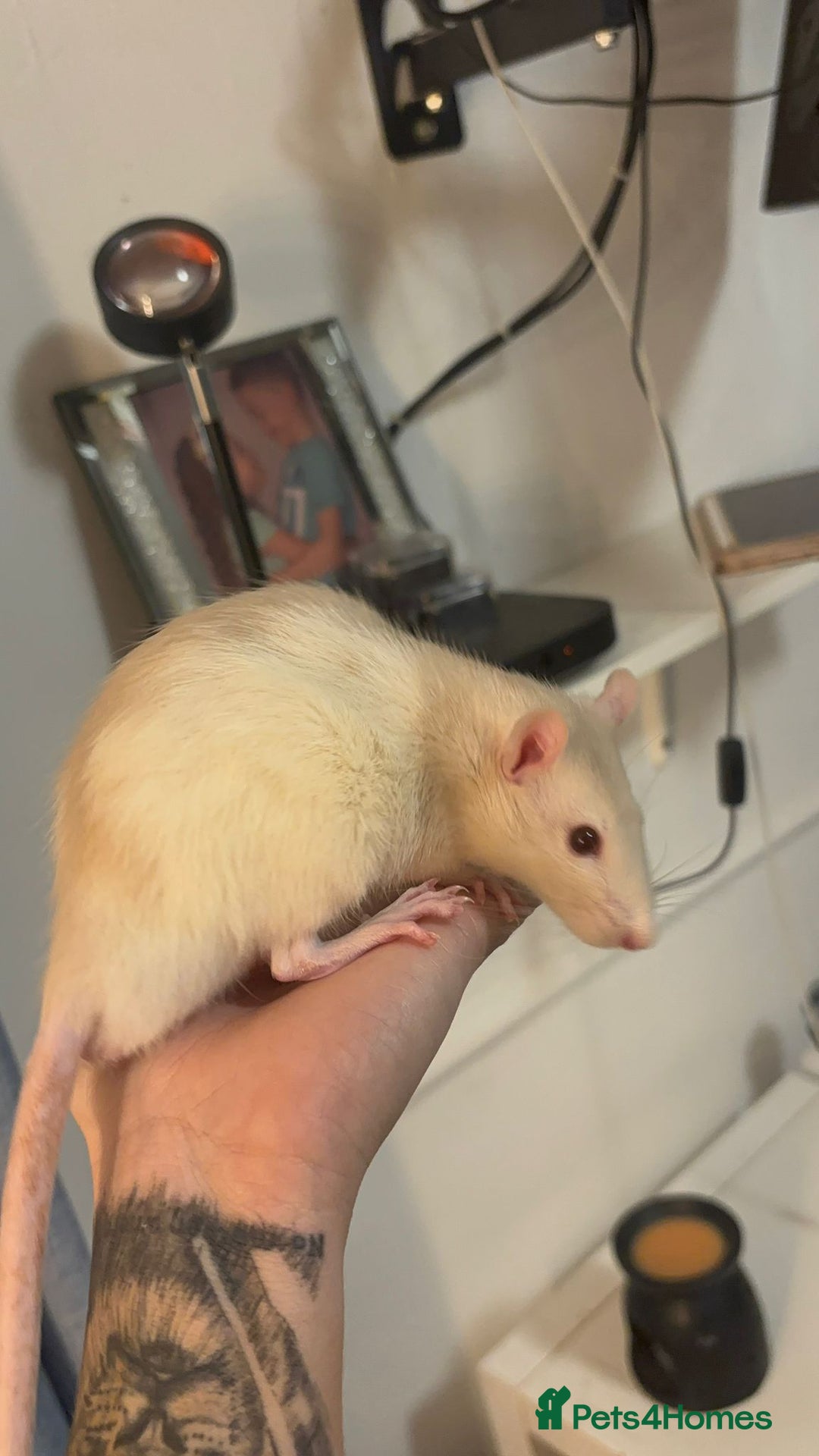 Rat rodents for sale: 3 male rats for free  - Image 1