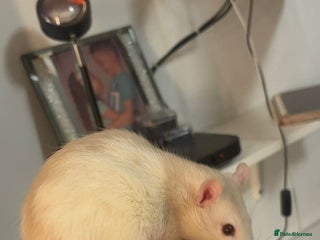 Rat rodents - Advert 9
