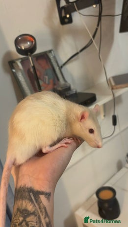 Rat rodents - Advert 2