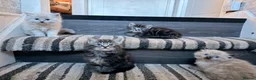 Mixed Breed cats for sale: 5 fluffy beautyful longhair ragdoll cross kitten - Advert 6
