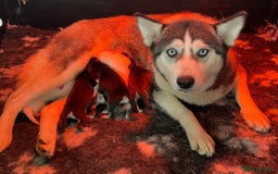 Chow Chow dogs for sale: Exotic colour chowsky puppies for sale  - Image 19