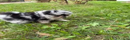 Pomeranian dogs for sale: Rare Blue eye Merle, husky type Black pomeranians  - Advert 25