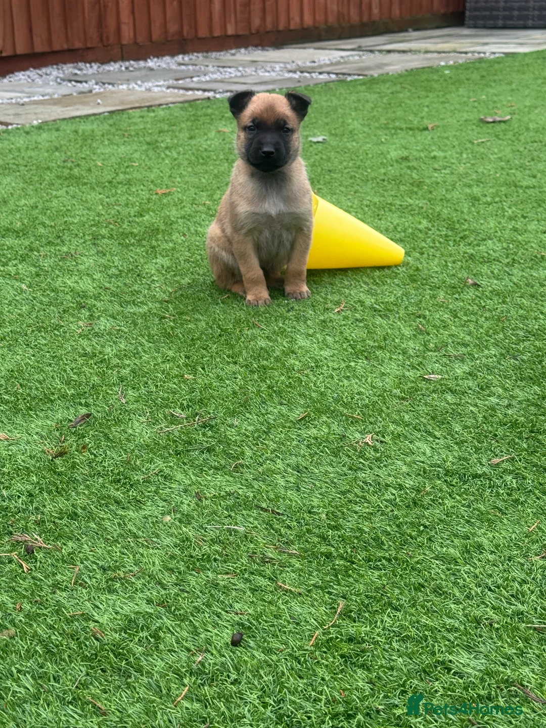 Belgian Shepherd Dog dogs for sale: Belgian Malinois Puppies - Advert 5