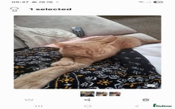 British Shorthair cats for sale: 2 loving cats in Scarborough - Image 2