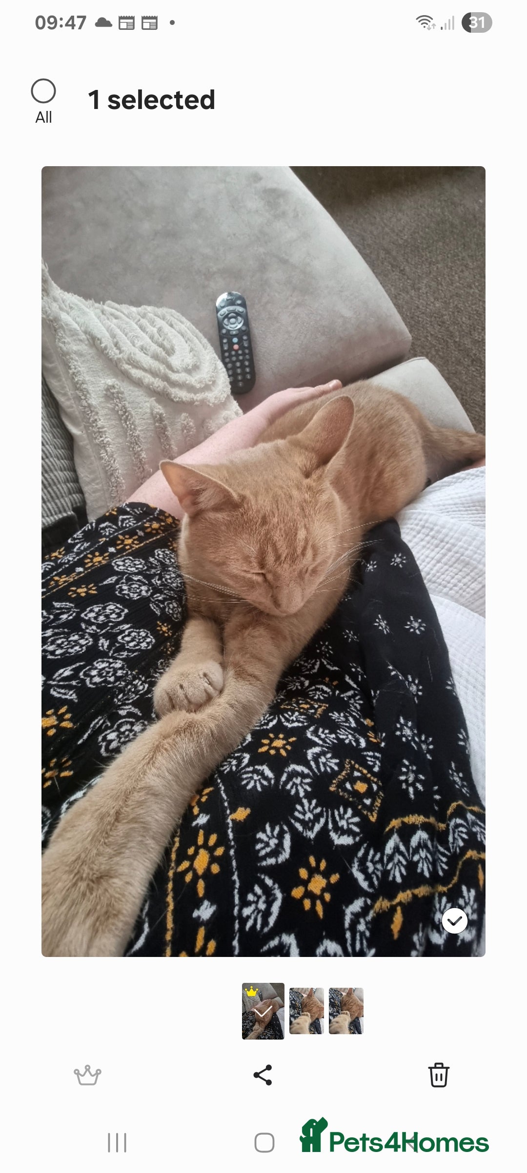British Shorthair cats for sale: 2 loving cats in Scarborough - Image 2
