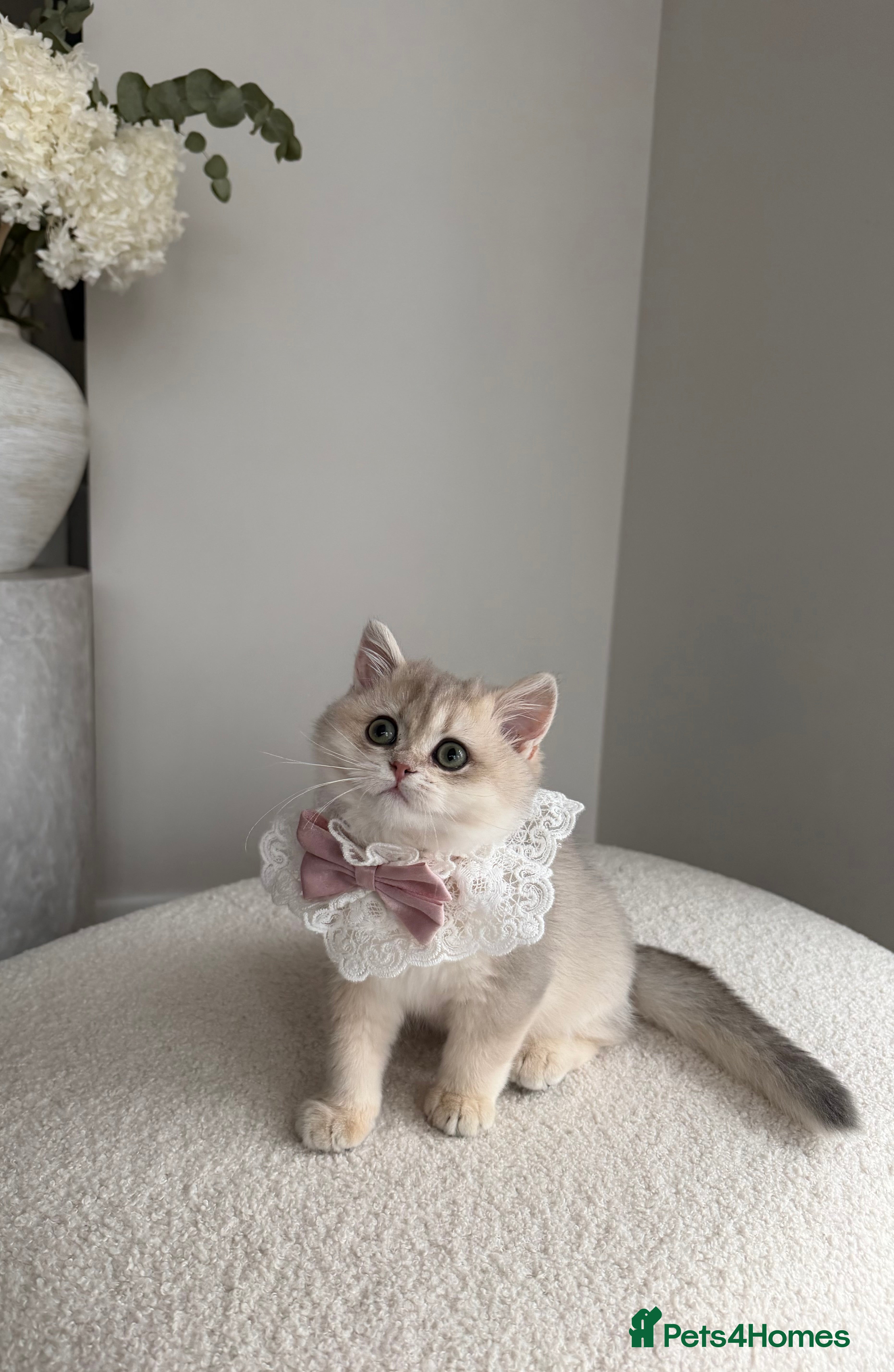 British Shorthair cats Golden Blue British Shorthair kitty  - Advert 1