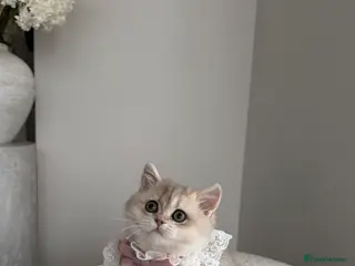 British Shorthair cats Golden Blue British Shorthair kitty - Advert 1