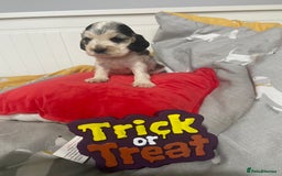 Cocker Spaniel dogs for sale: Show cocker spaniel puppies viewings this weekend! - Image 19