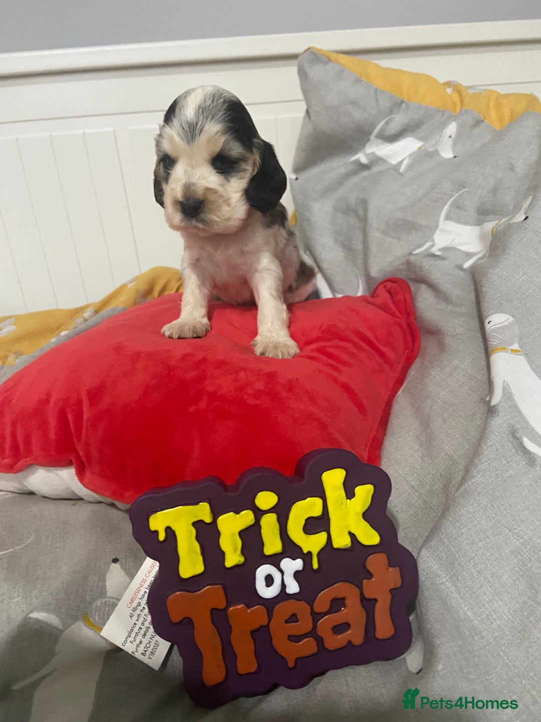 Cocker Spaniel dogs for sale: Show cocker spaniel puppies viewings this weekend! - Image 19
