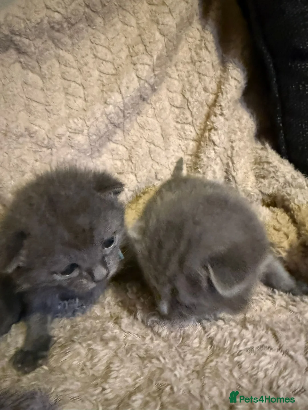 British Shorthair cats for sale: Beautiful British shorthair kittens  - Advert 9