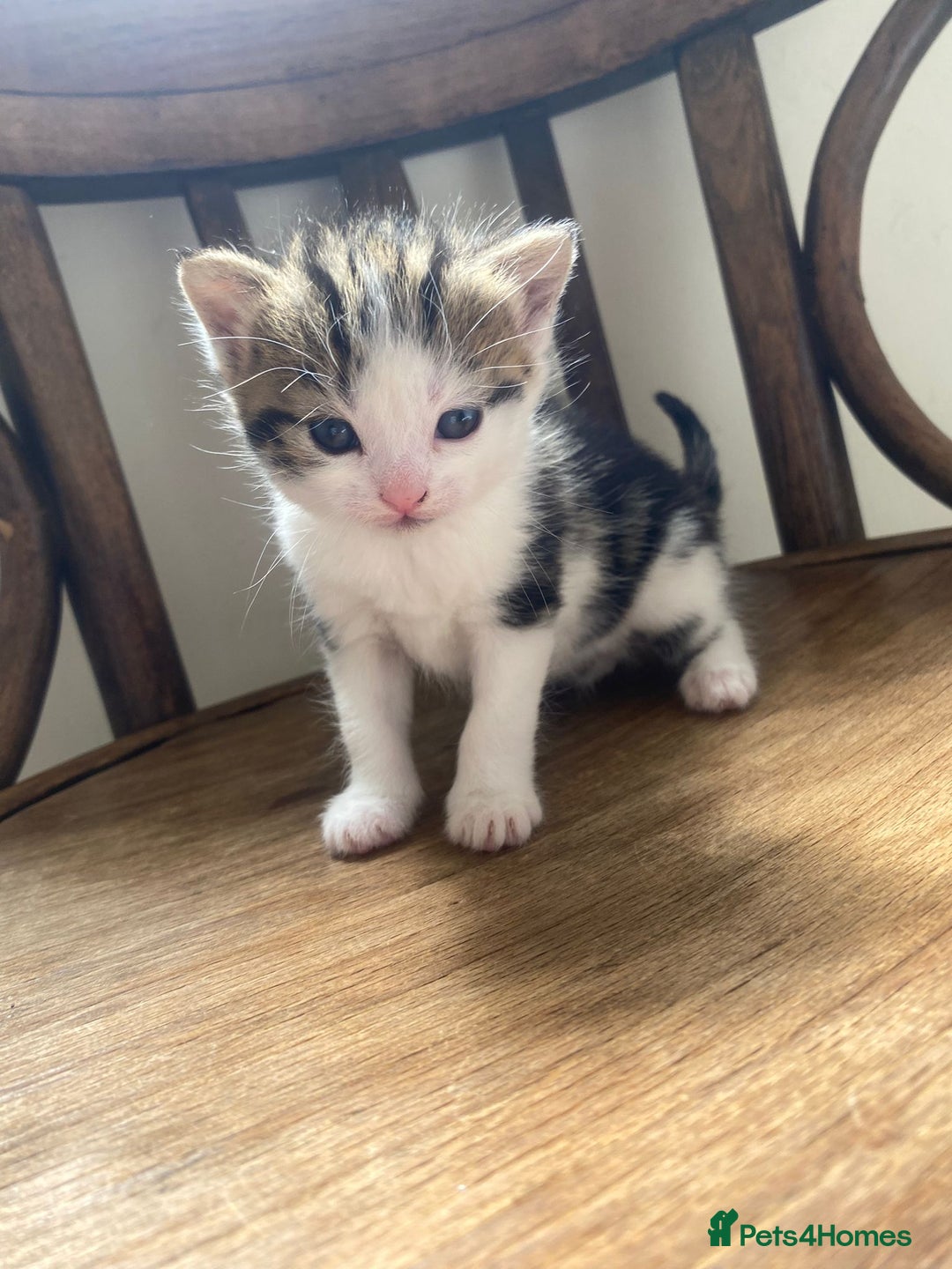Domestic Shorthair cats for sale: Domestic kittens  - Image 5