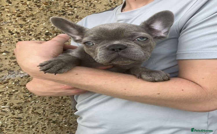 French Bulldog dogs - Advert 10
