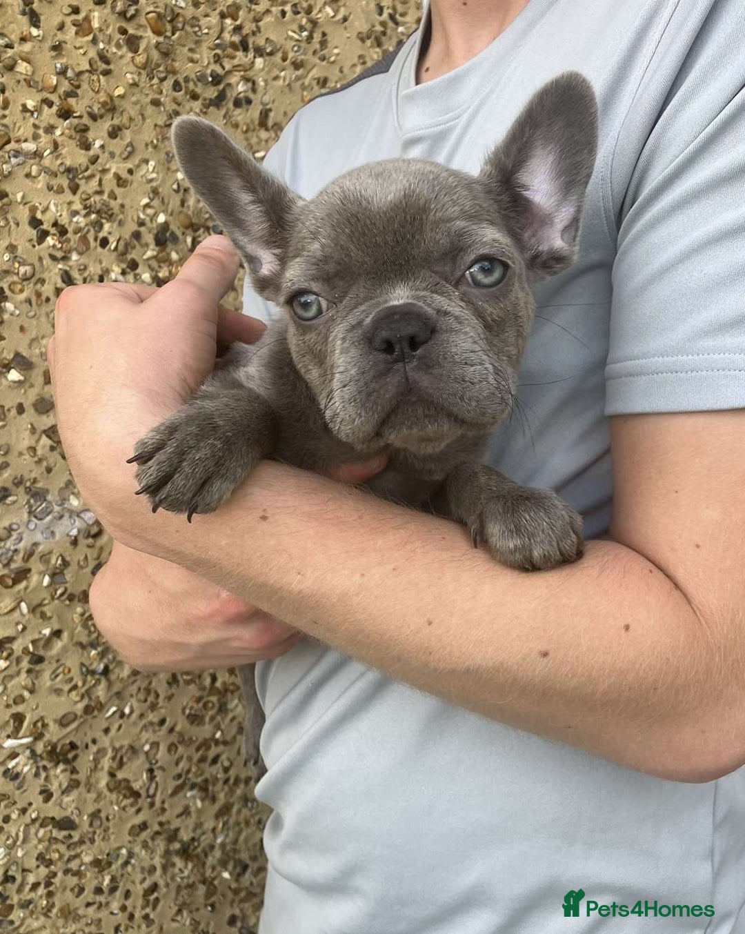 French Bulldog dogs for sale: Beautiful French bulldog puppies  - Image 1