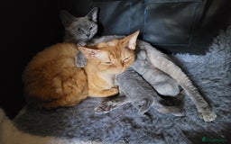 Devon Rex cats for sale: Beautiful GCCF Devon Rex kittens - Image 21