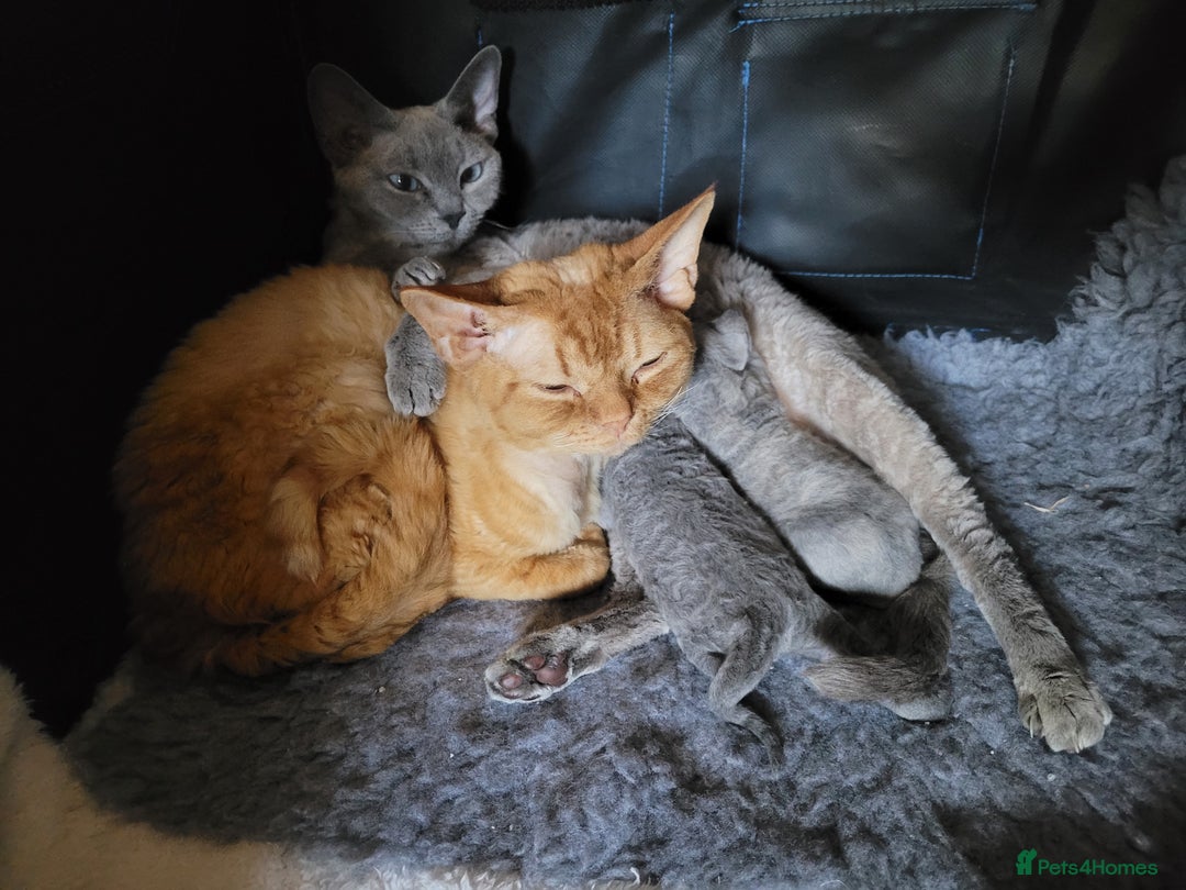 Devon Rex cats for sale: Beautiful GCCF Devon Rex kittens - Image 21