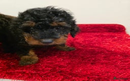 Miniature Poodle dogs for sale: Beuitful miniature toy poodles - Advert 2