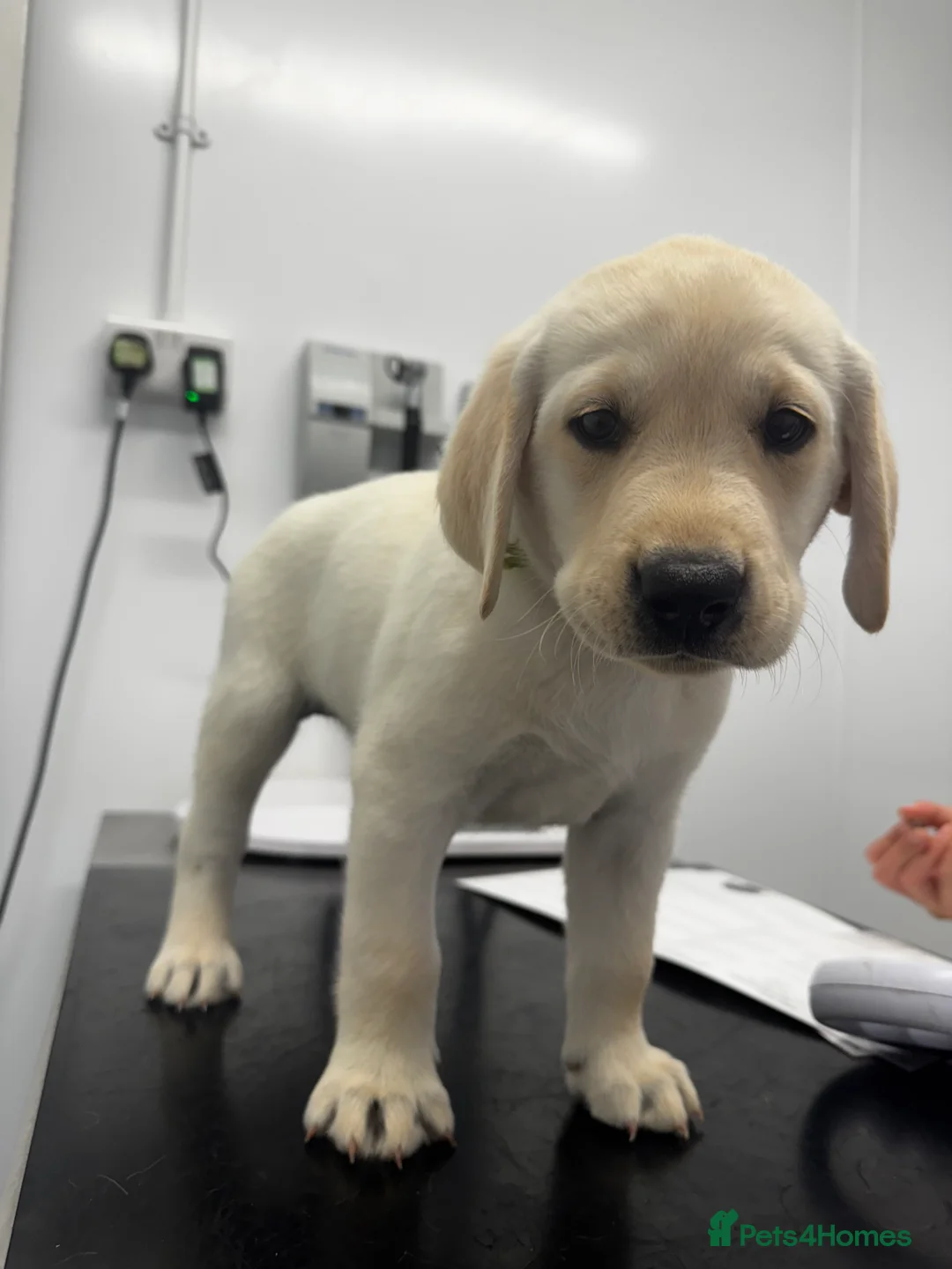 Labrador Retriever dogs for sale: Welcome Anjola, 9-month old Labrador, to your home - Advert 4