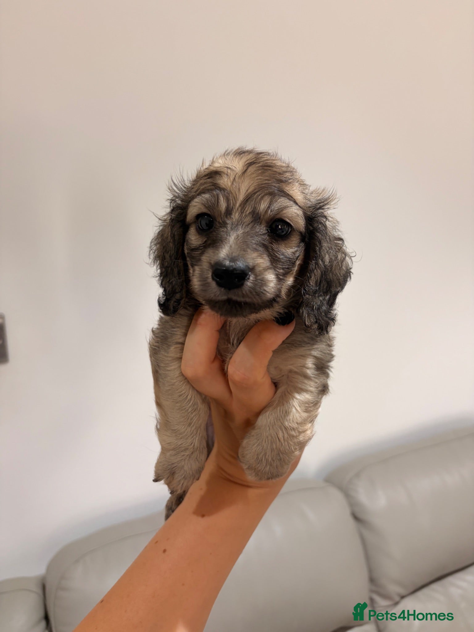 Miniature Dachshund dogs Quality cream mini dachshunds - Advert 2