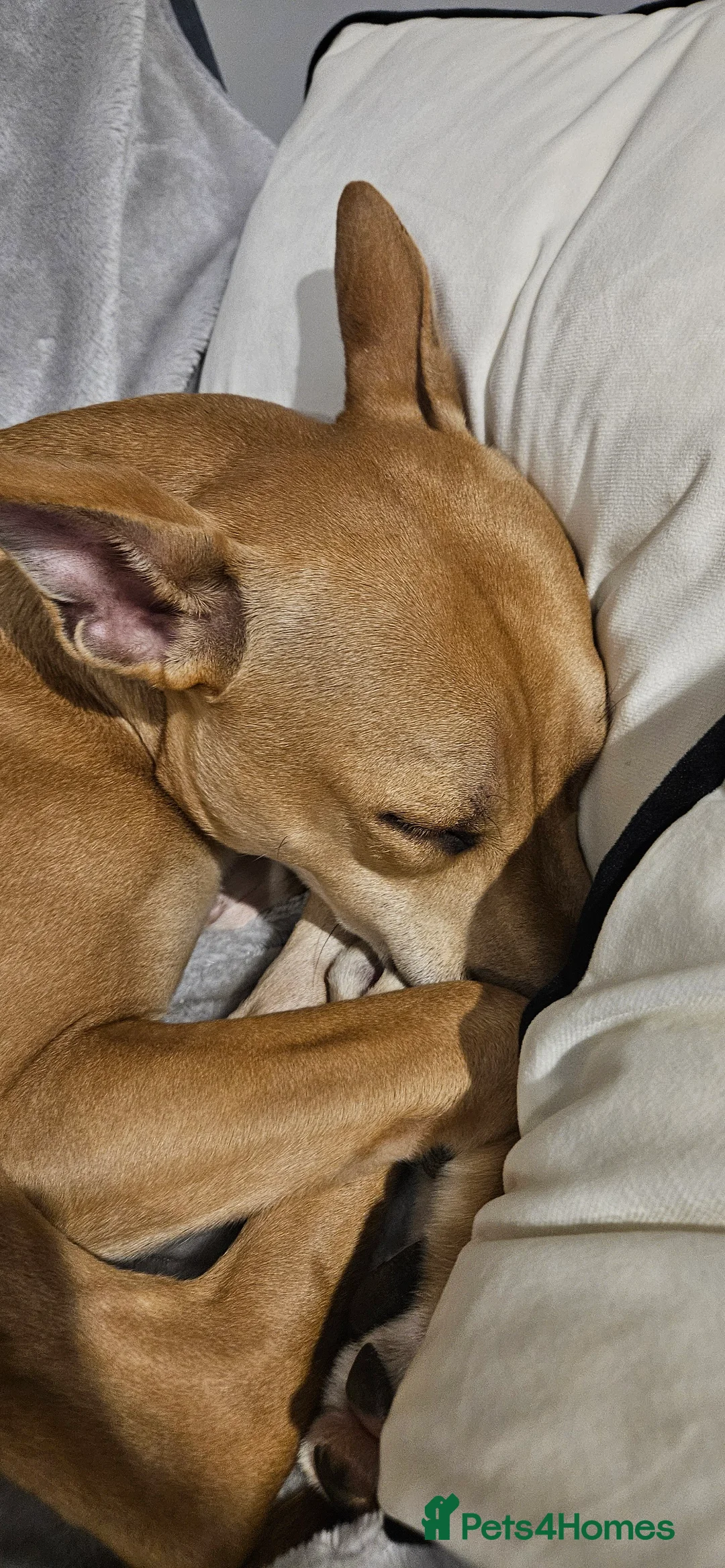 Mixed Breed dogs for sale: 8 month old milo in Bolton - Advert 2