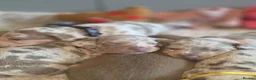 Dachshund dogs for sale: Dapple Daschund puppies - Advert 15