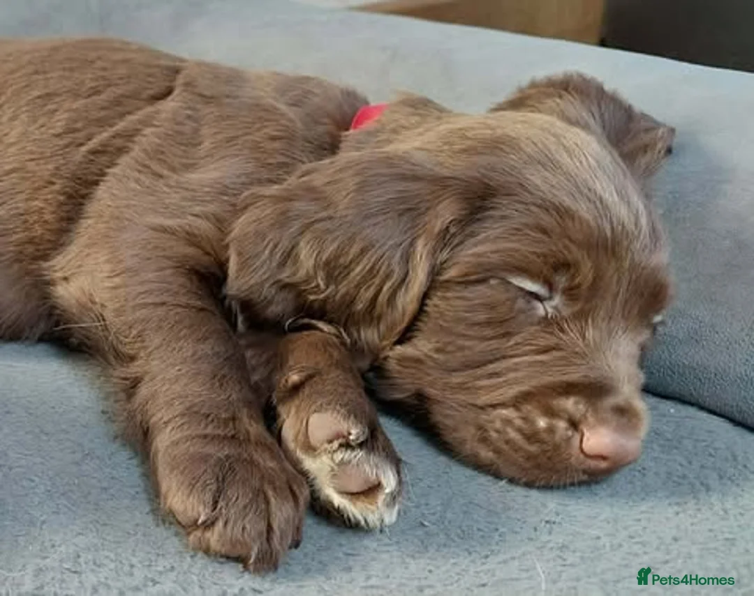 Sprocker dogs for sale: Sprocker ( Springer x Cocker ) pups for sale - Advert 30