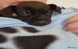 Patterdale Terrier dogs for sale: 1 year old Male Patterdale - Image 11