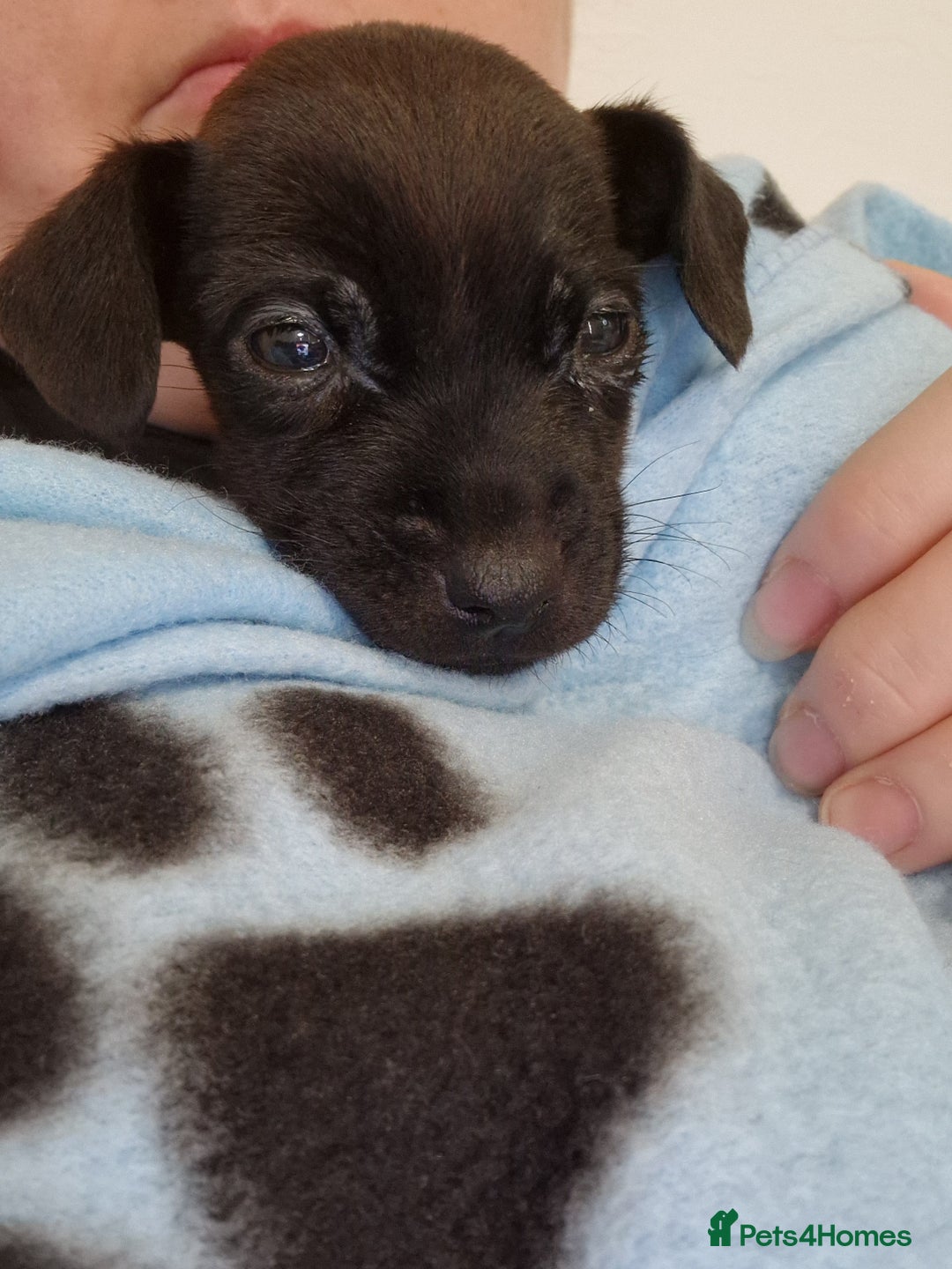 Patterdale Terrier dogs for sale: 1 year old Male Patterdale - Image 11