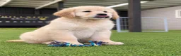 Golden Retriever dogs for sale: Advanced trained golden retrievers  - Advert 5