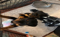 Rottweiler dogs for sale:  Rottweiler Puppies - READY NOW! 2 LEFT!  - Image 30