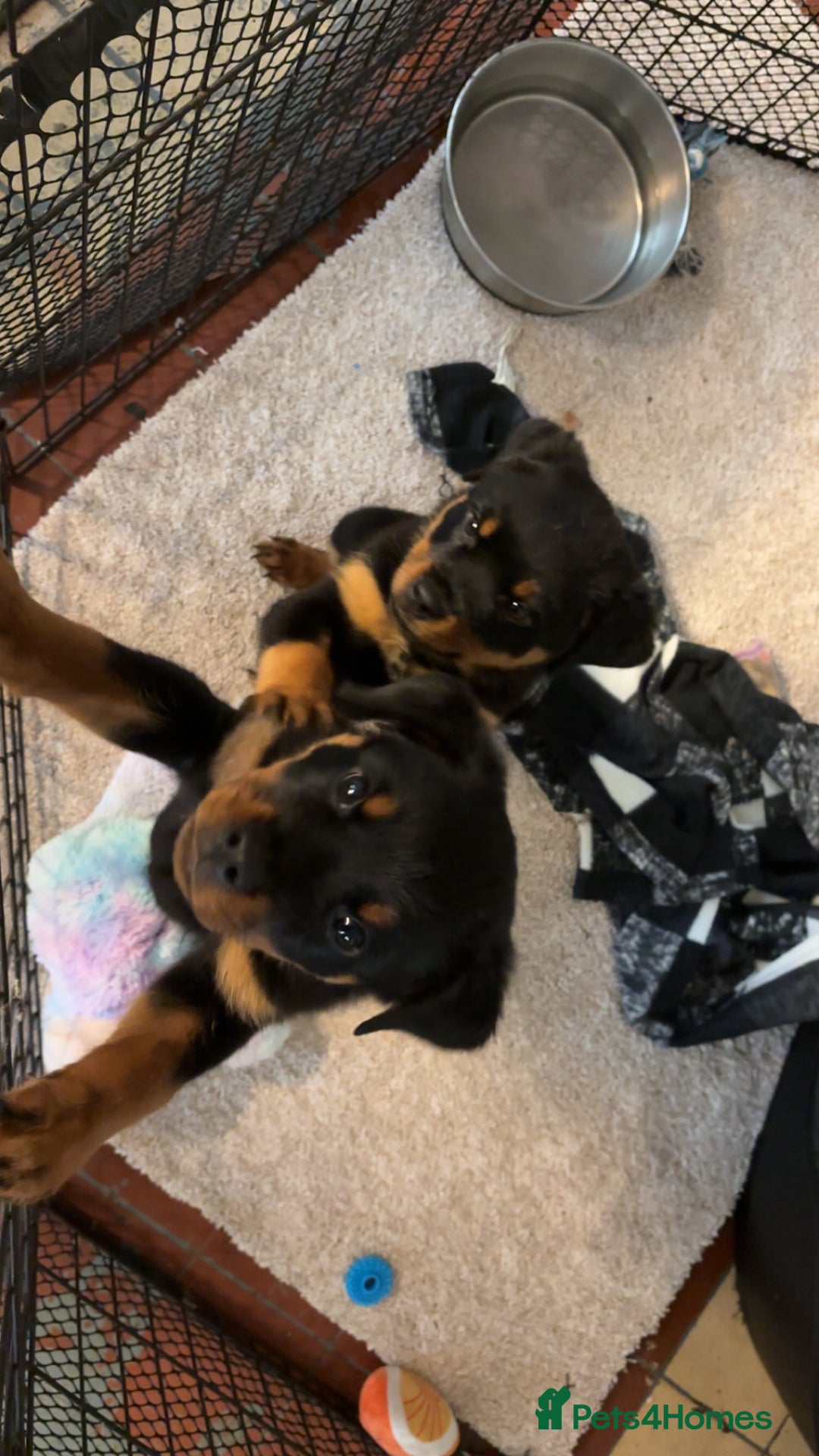 Rottweiler dogs for sale:  Rottweiler Puppies - READY NOW! 2 LEFT!  - Image 30