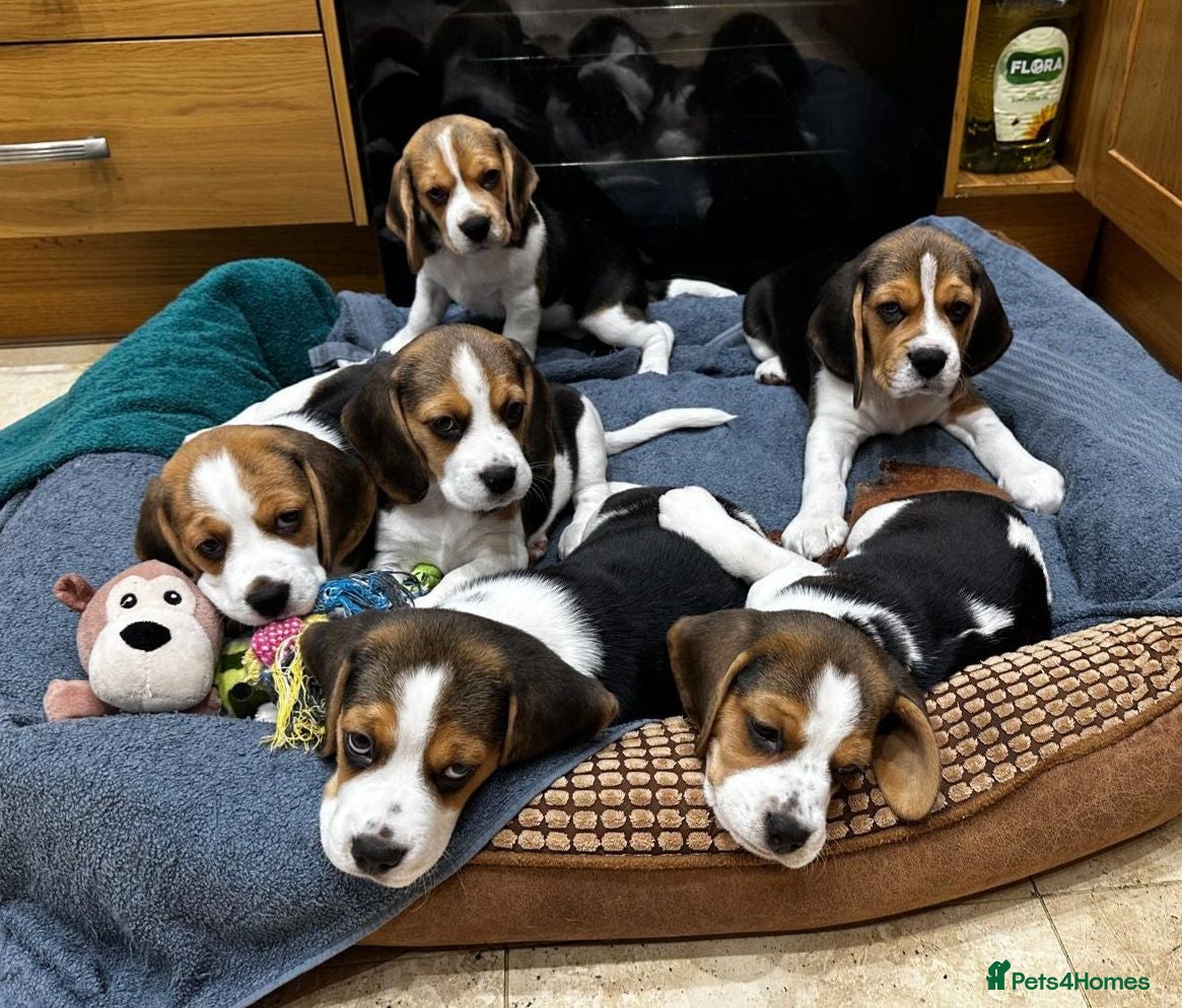 Beagle dogs Six Gorgeous KC Reg Pups- Champion Bloodline - Advert 1