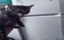 Bengal cats for sale: Bengal Kittens ready to be reserved  - Image 25