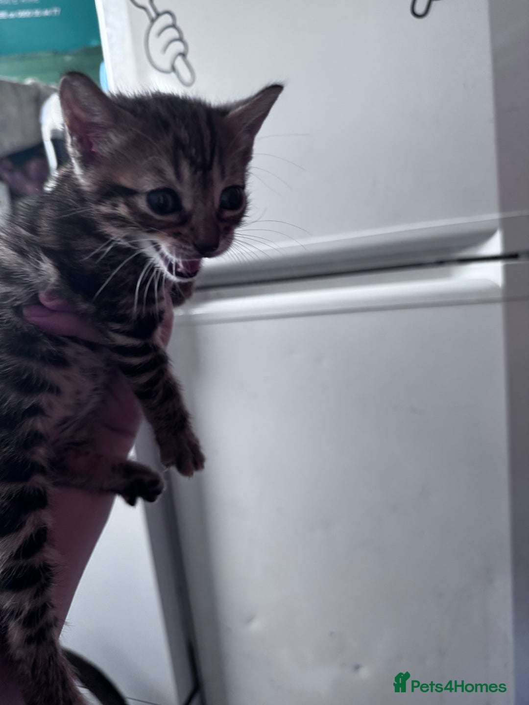 Bengal cats for sale: Bengal Kittens ready to be reserved  - Image 25