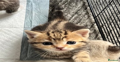 British Shorthair cats - Advert 1
