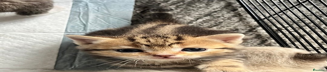 British Shorthair Kitten 3
