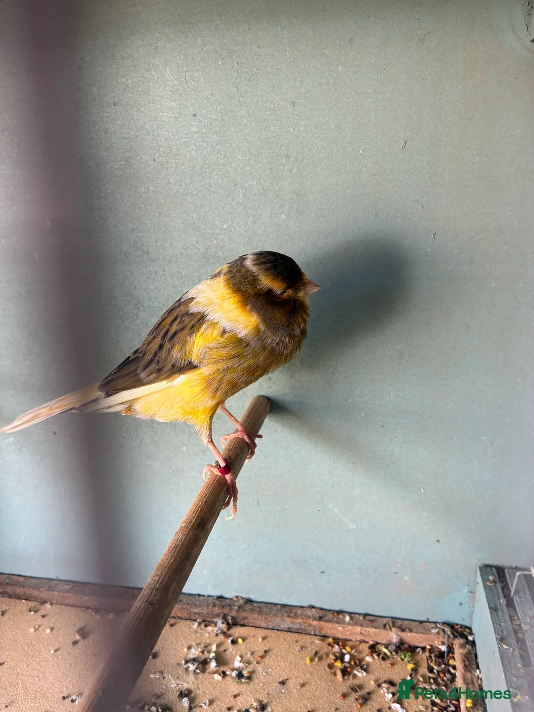 Canaries birds for sale: Canarys  - Advert 2