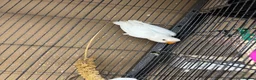 Lovebirds birds for sale: For Sale: Beautiful 6-month-old Albino Lovebird!  - Advert 3