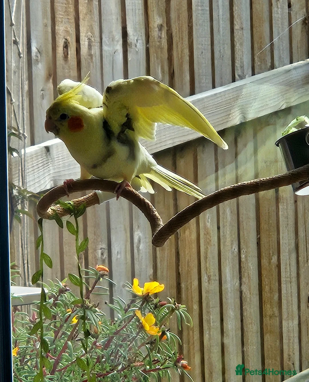Cockatiels birds for sale: Friendly Hand-reared Cockatiel in Leeds - Advert 2