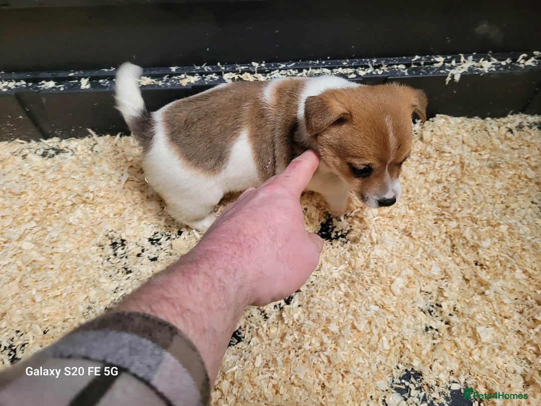 Jack Russell dogs for sale: 5 lovely Male jack Russel puppies for sale - Advert 13