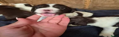 Mixed Breed 2