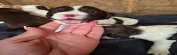 Mixed Breed dogs for sale: 8 mixed puppy's avaliable  - Advert 3