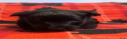 Scottish Terrier dogs for sale: Stunning Pedigree Scottish Terrier Puppies  - Advert 7