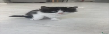 Ragdoll 7