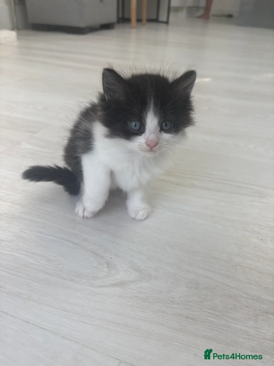 Ragdoll cats for sale: Half ragdoll half mixed  in Sevenoaks - Advert 2