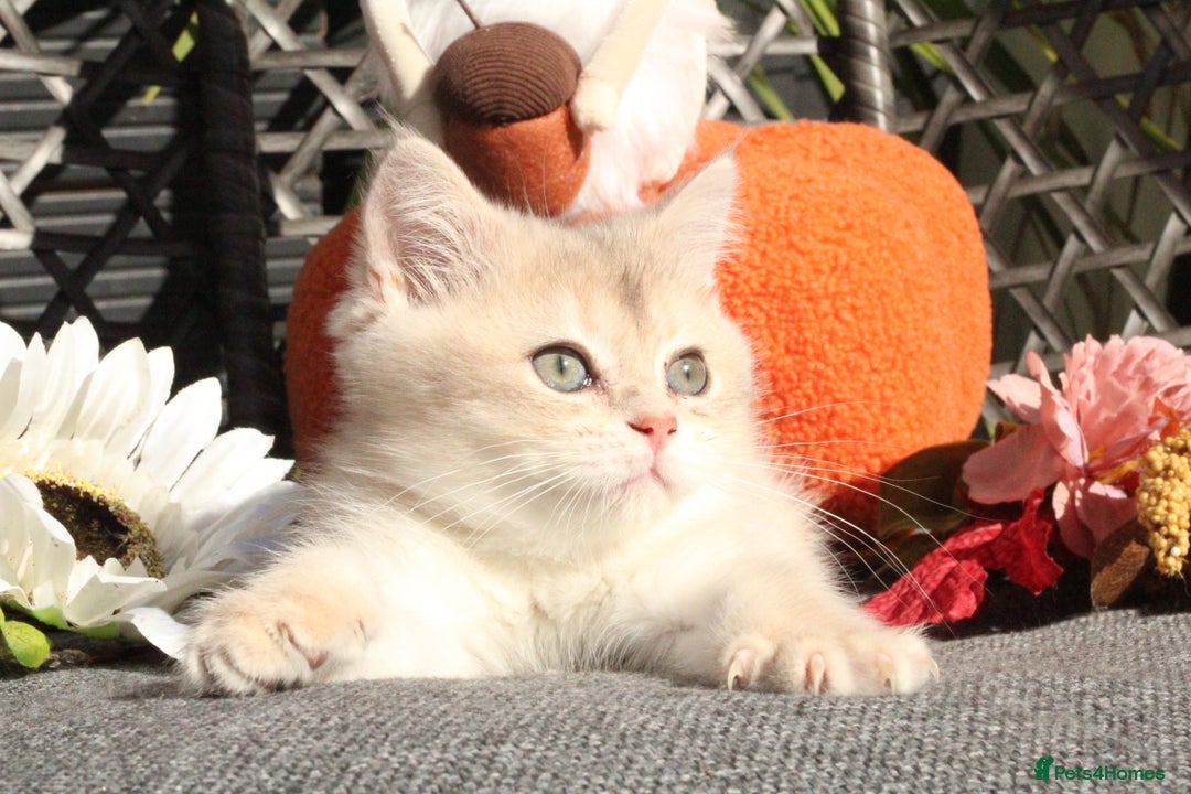 British Shorthair cats for sale: Gorgeous Golden & Blue Golden. Ready now! - Image 7