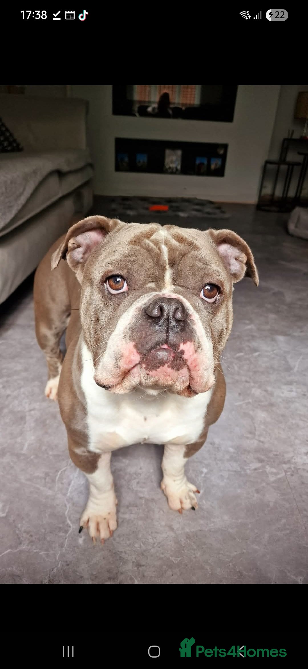 American Bully dogs for sale: Urgently seeking new home  - Advert 9