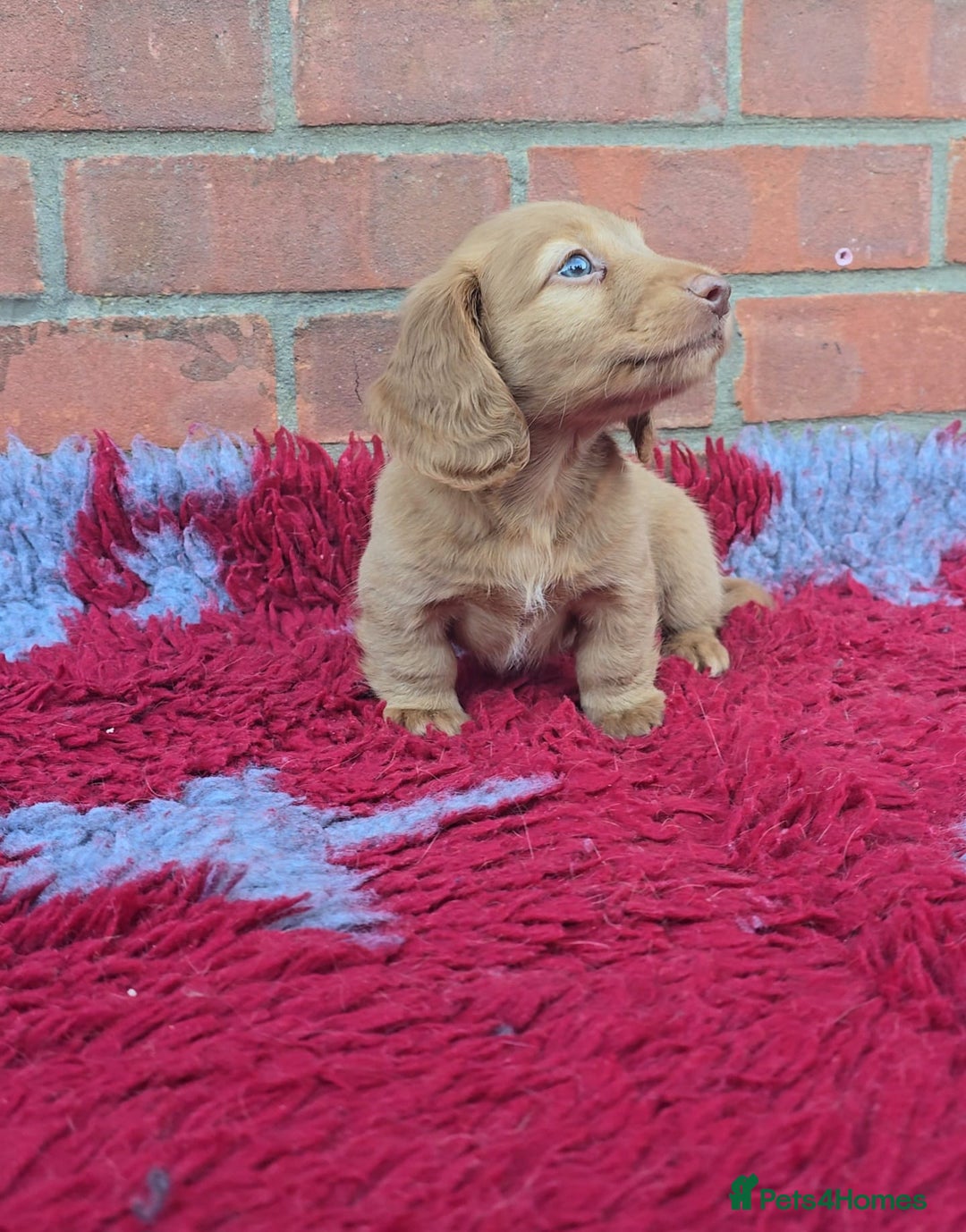 Miniature Dachshund dogs for sale: BEAUTIFUL CREAM LONG HAIR WITH ALL DNA - Advert 11