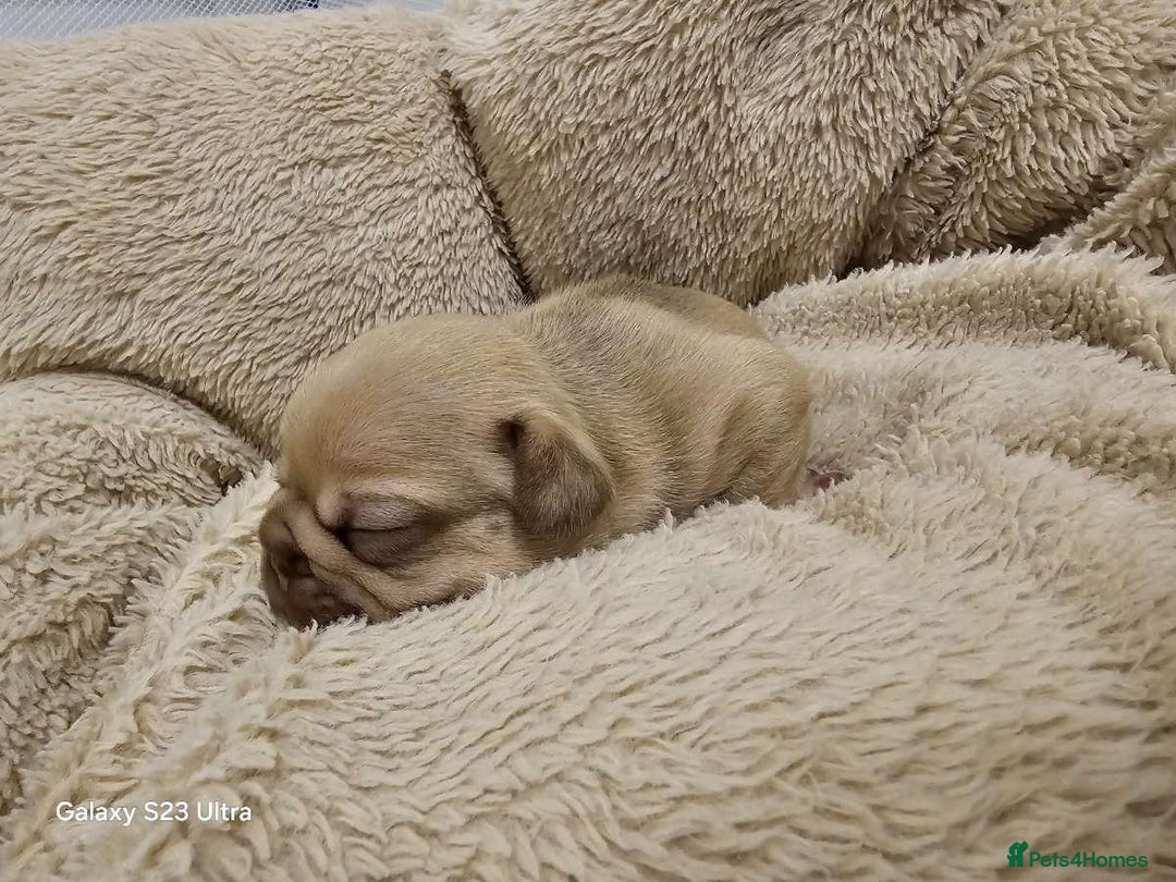 French Bulldog dogs for sale: French bulldog puppys for sale  - Advert 26