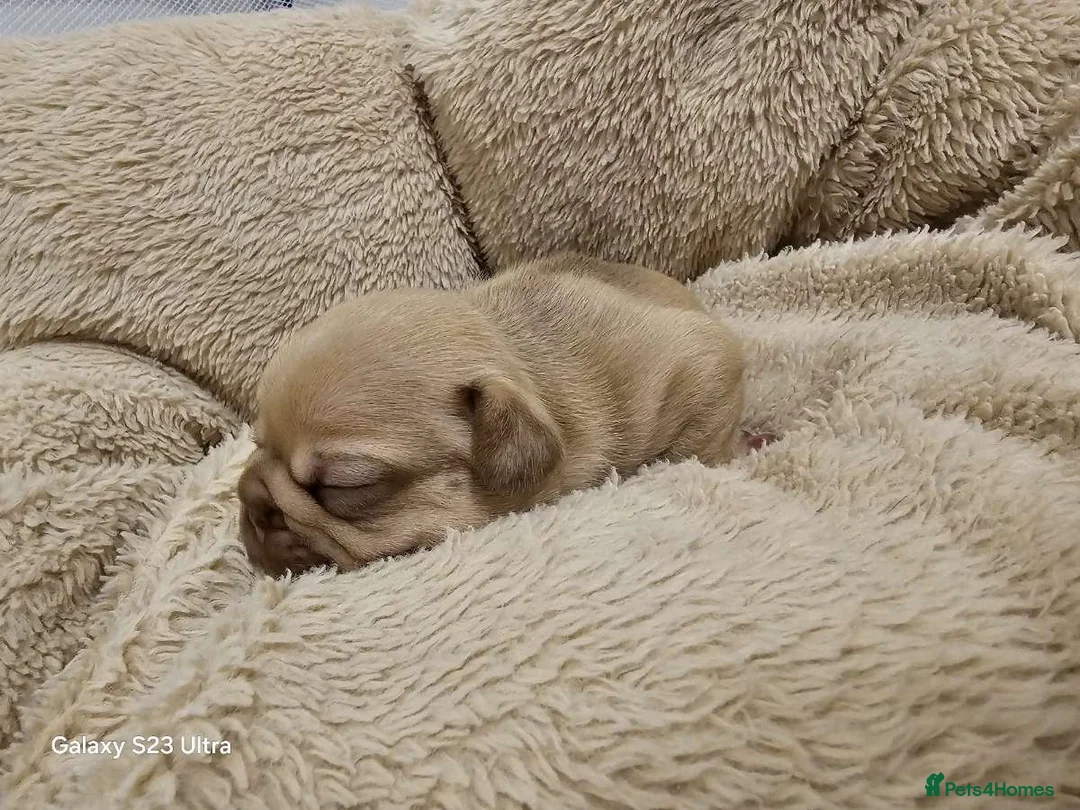 French Bulldog dogs for sale: French bulldog puppys for sale  - Advert 26